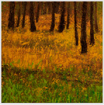 Aspens 4 Oil on Canvas