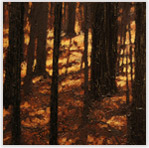 Maples 2 Oil on Canvas