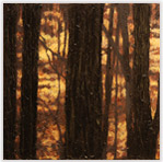 Maples 3 Oil on Canvas