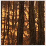 Maples 4 Oil on Canvas