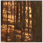 Maples 5 Oil on Canvas